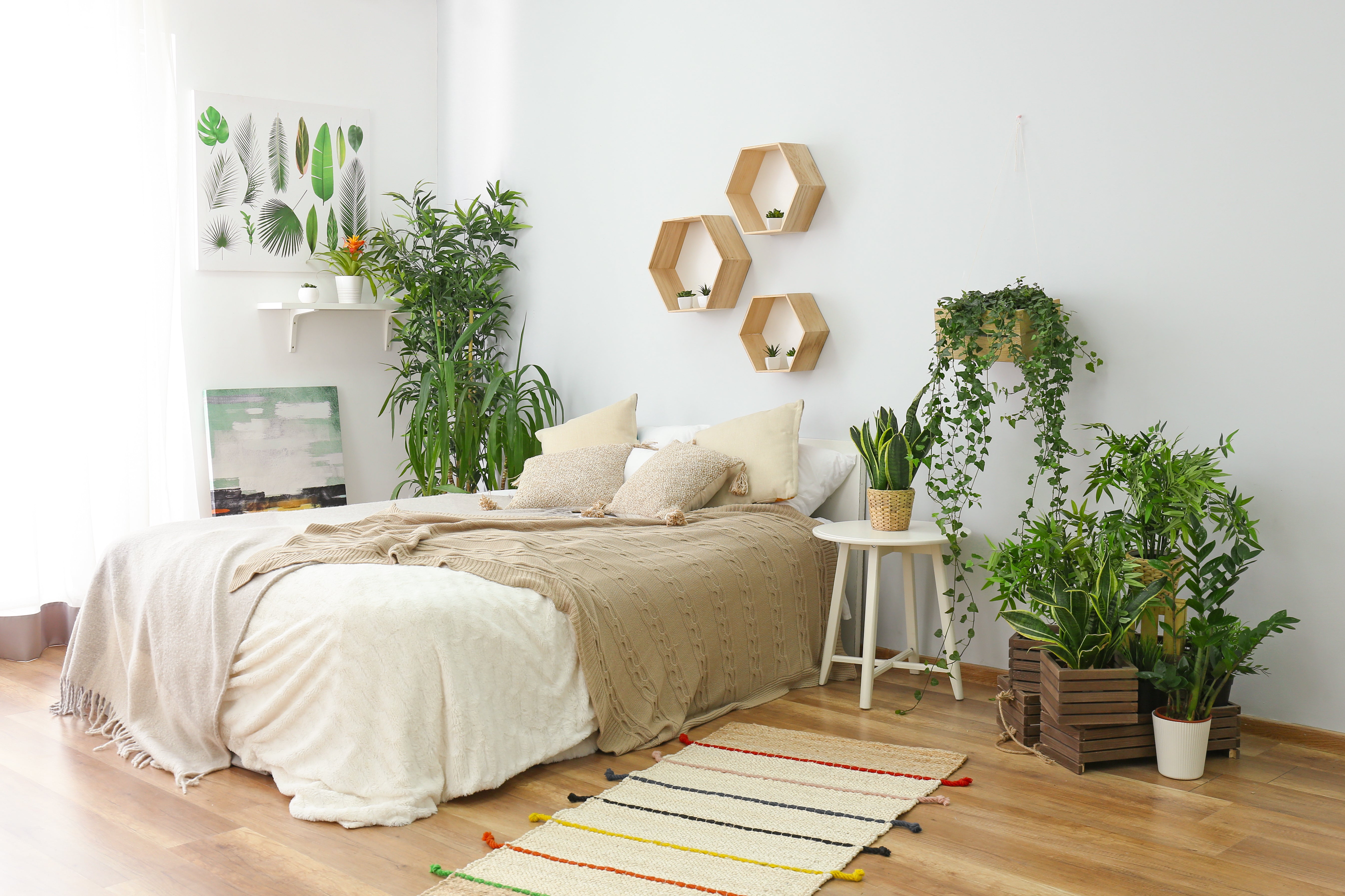 braided snake plant Sansevieria Cylindrica Braid | Buy Online | Mygreenscape main image 1